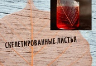 Скелетированные листья. Простой способ для "инстаграмного" напитка. Скелетированные листья. Простой способ для "инстаграмного" напитка.